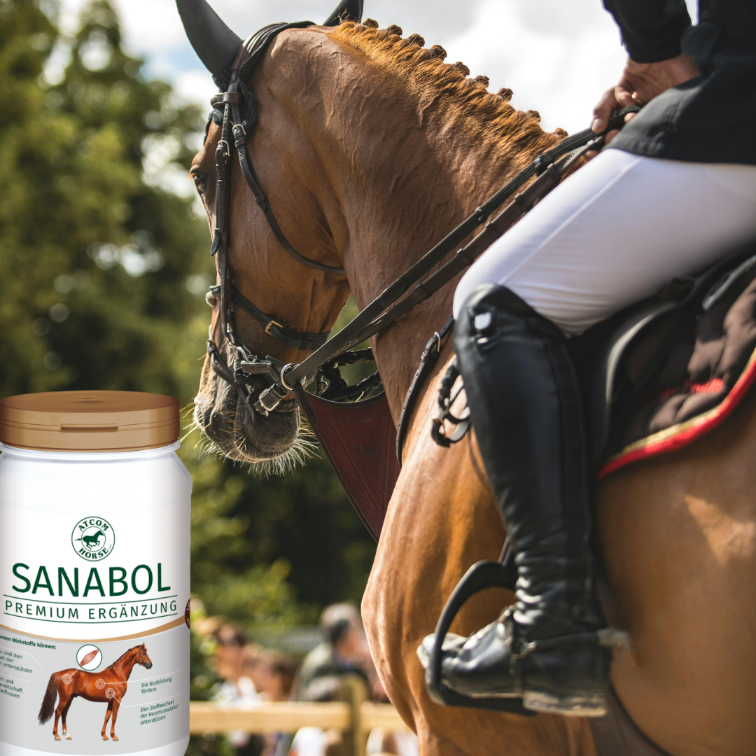 Dressurpferd im Turniereinsatz mit Reiter – ATCOM Sanabol zur Unterstützung von Muskulatur und Leistungsbereitschaft