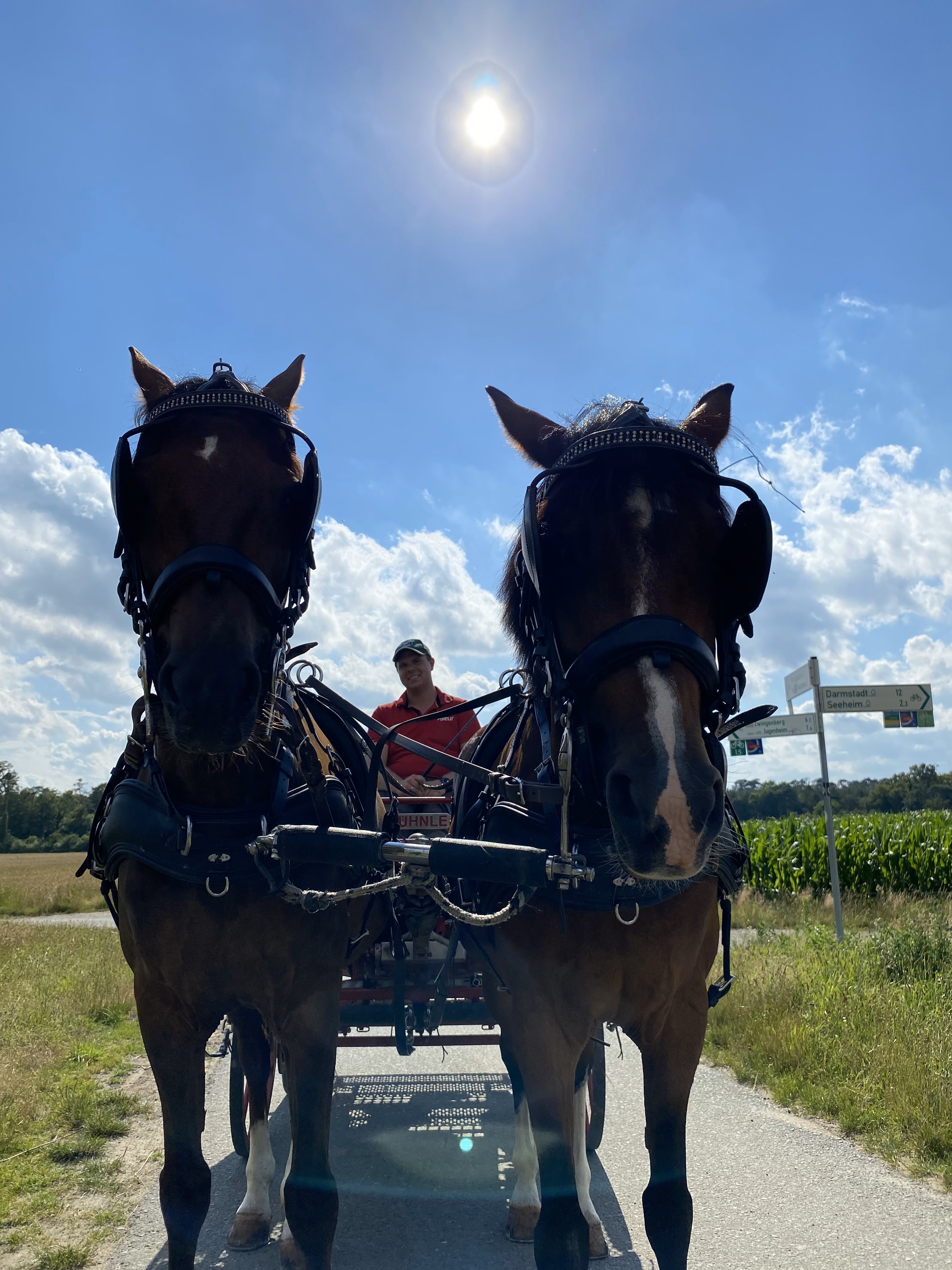 Pferdegespann auf einem Weg Zwei Pferde vor einer Kutsche, mit einem Fahrer im Hintergrund, unter einem sonnigen Himmel.