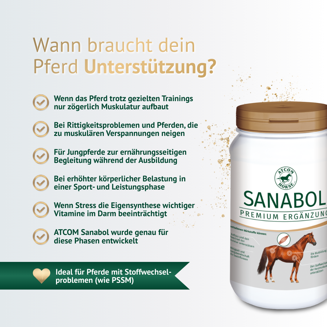 Übersichtsgrafik: Wann Pferde Unterstützung benötigen – Trainingsaufbau, Muskelverspannungen, Jungpferde, Sport- und Leistungsbelastung