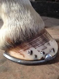 Pferdehuf mit Hufbeschlag Nahaufnahme eines Pferdehufs mit einem Hufbeschlag aus Metall und sichtbaren Nägeln.