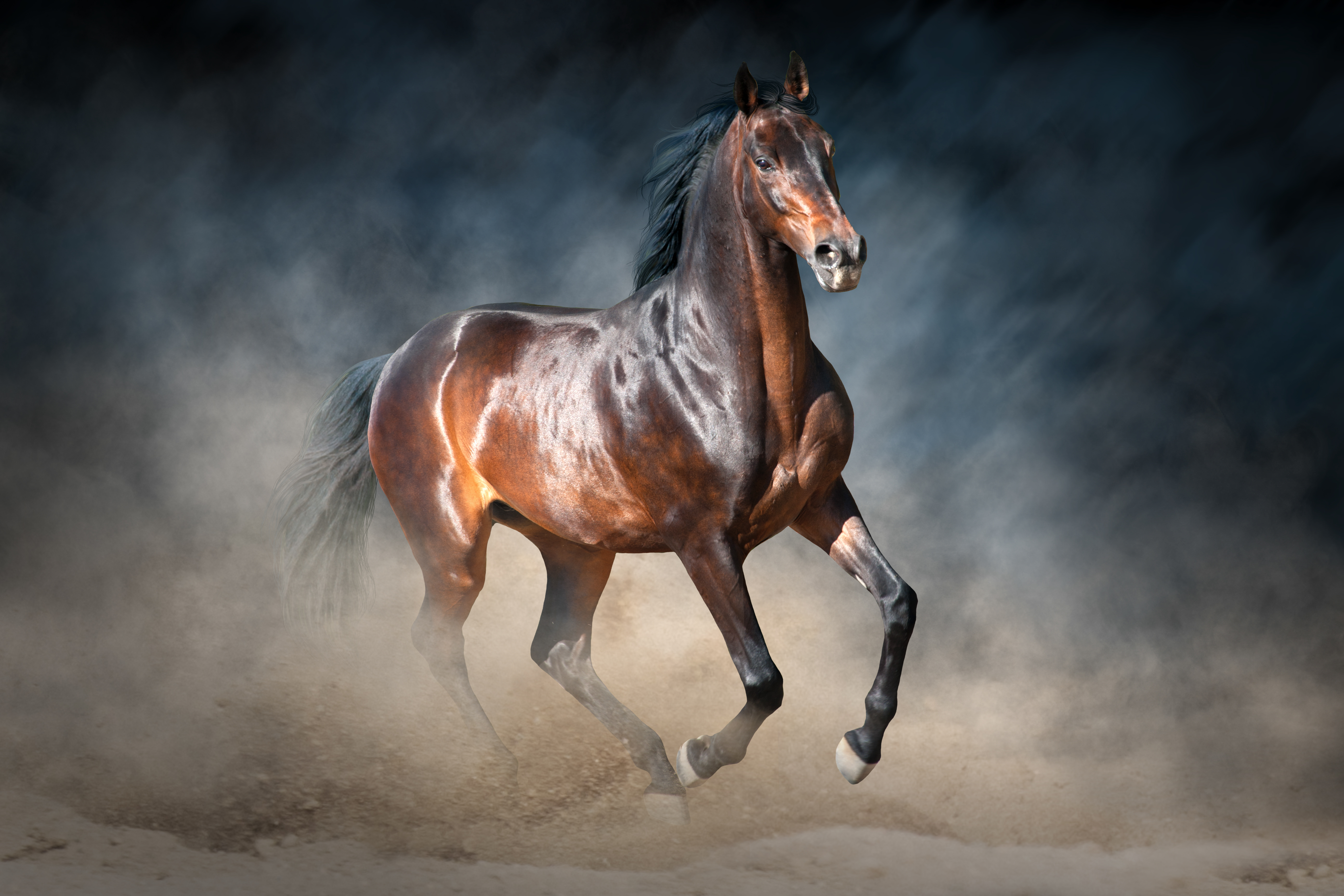 Galoppierendes Pferd im Staub Ein braunes Pferd galoppiert durch Staubwolken, mit glänzendem Fell und dynamischer Pose.