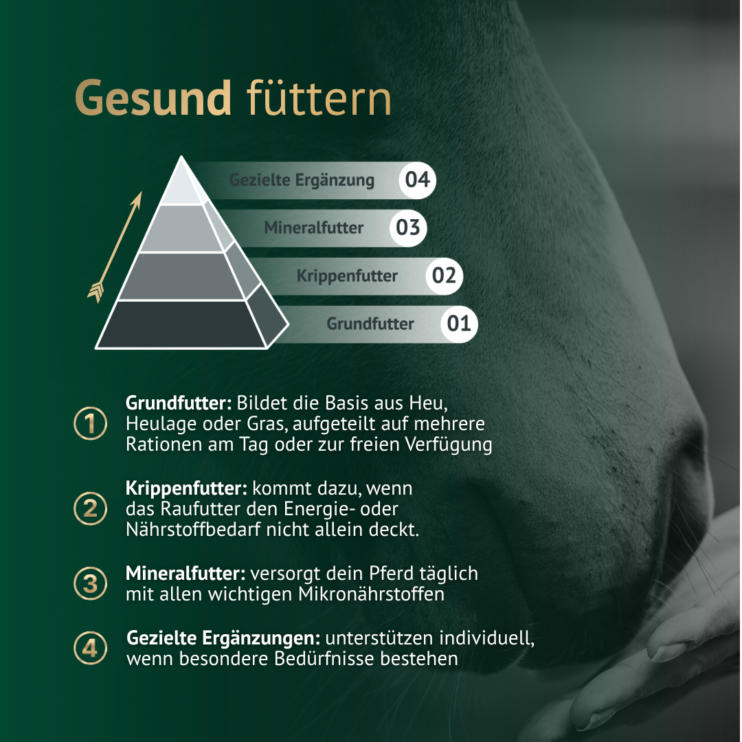 Gesunde Pferdefütterung erklärt – Grundfutter, Mineralfutter und gezielte Ergänzung richtig kombinieren