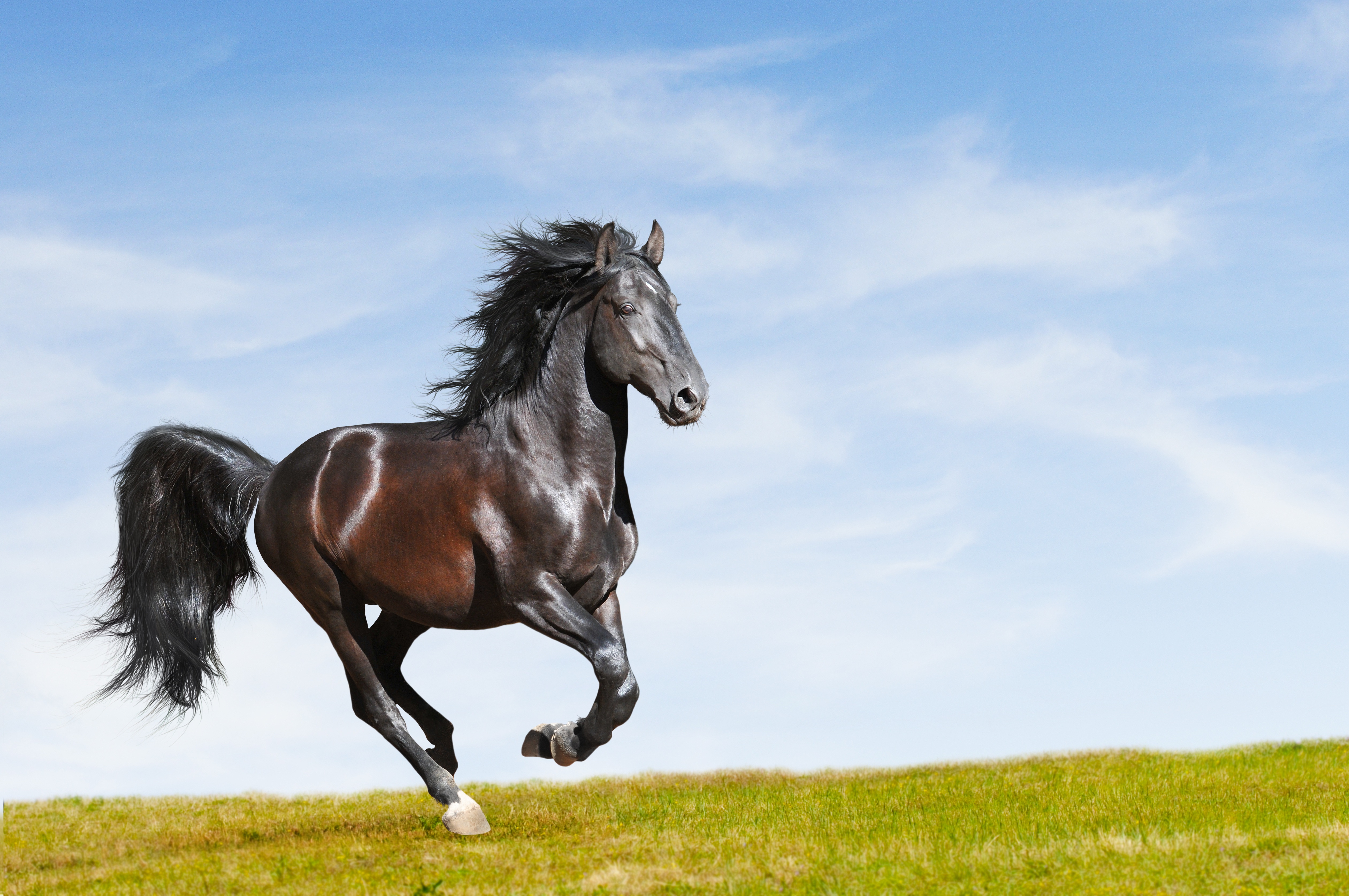 Schwarzes Pferd in Bewegung Ein schwarzes Pferd galoppiert auf einer grünen Wiese unter einem blauen Himmel.