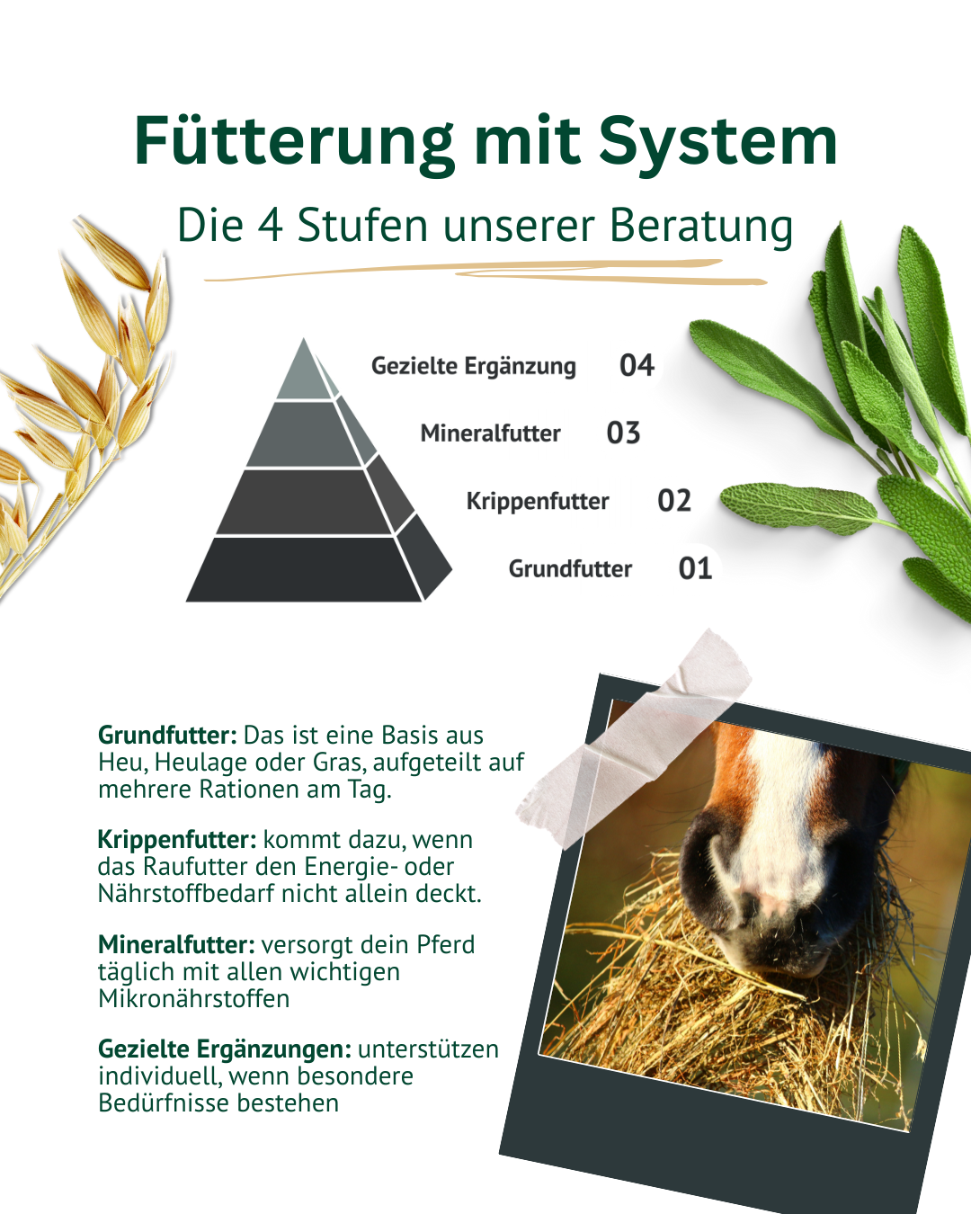 Fütterung mit System » Pferde richtig & artgerecht füttern | ATCOM