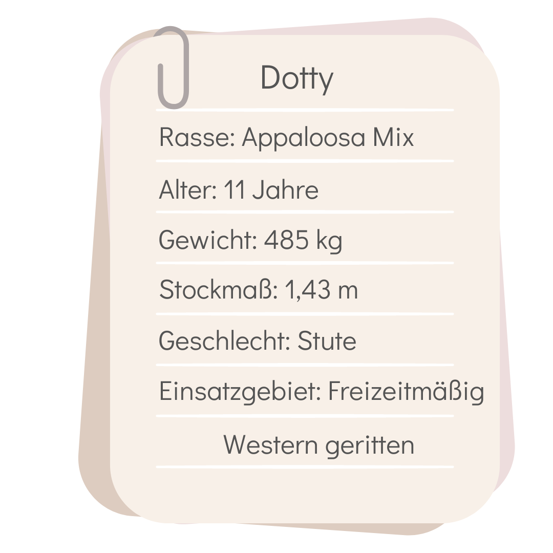 Pferdeprofil von Dotty Information über das Pferd Dotty: Appaloosa Mix, 11 Jahre alt, 485 kg, 1,43 m hoch, Stute, Freizeitbereich, Westernreiten.