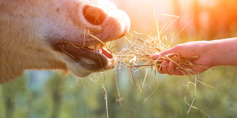 Raufutter - Heu, Heulage, Silage und Stroh
