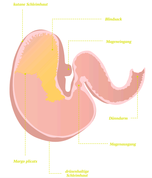 Anatomisches Diagramm des Magens Der Pferdemagen - Probleme erkennen und vermeiden