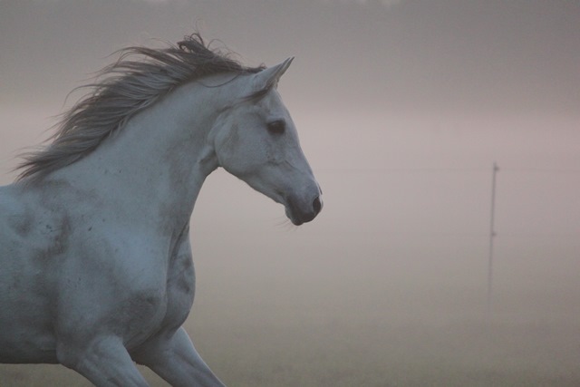 Weißes Pferd im Nebel Ein weißes Pferd läuft durch den Nebel, mit fließender Mähne und fokussiertem Blick.