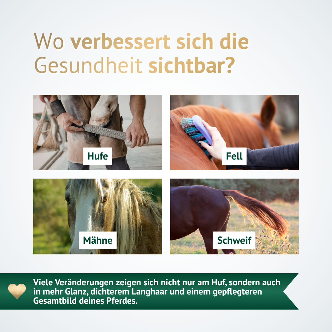 Gesunde Hufe, glänzendes Fell, kräftige Mähne und Schweif – sichtbare Ergebnisse mit ATCOM HUF-VITAL