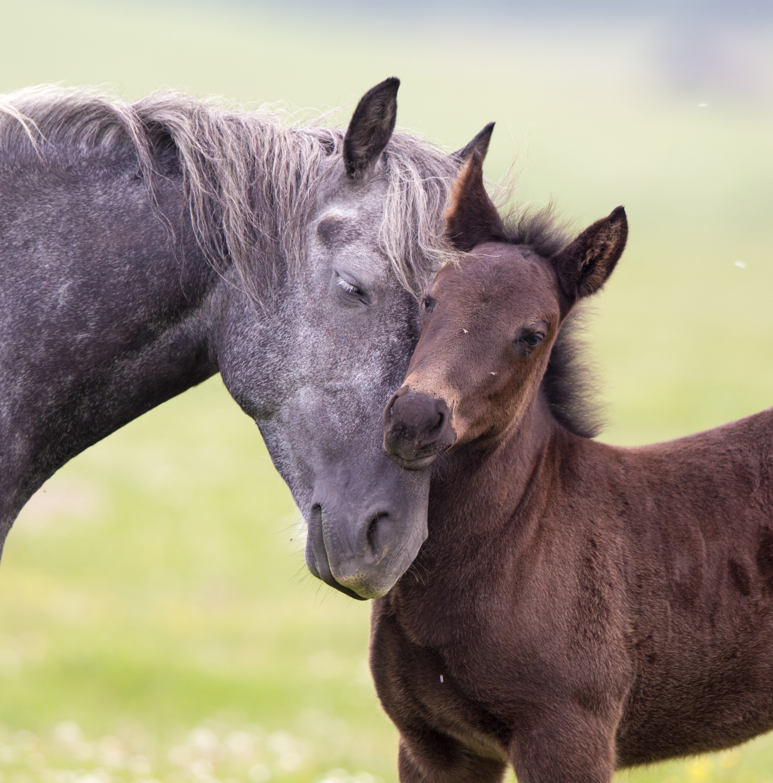 Graues Pferd und braunes Fohlen in Zuneigung Ein graues Pferd umarmt ein braunes Fohlen, beide zeigen Zuneigung in einer grünen Wiese.