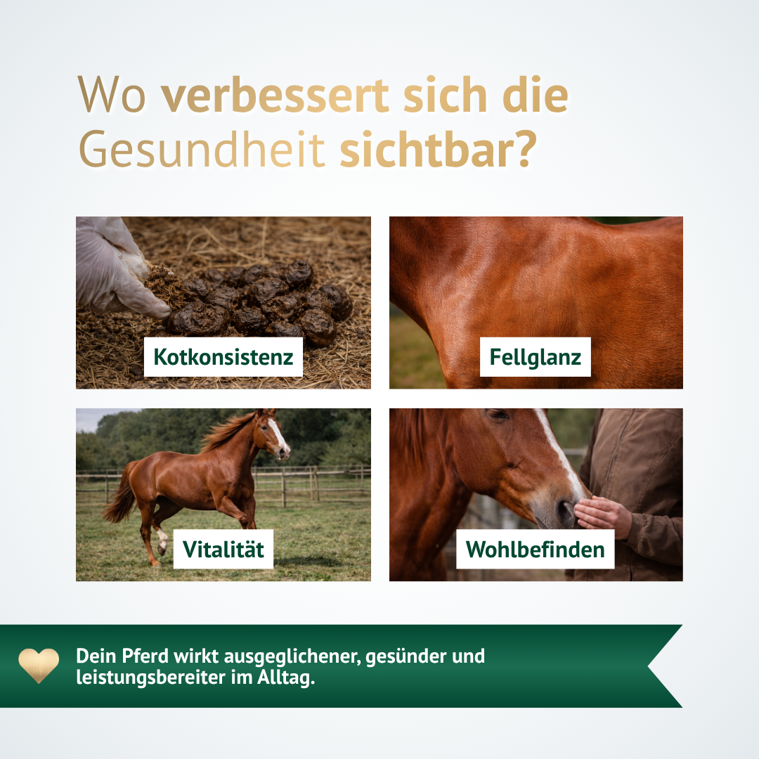 Verbesserte Pferdegesundheit sichtbar durch Digest Plus – Kotkonsistenz, Fellglanz, Vitalität und Wohlbefinden
