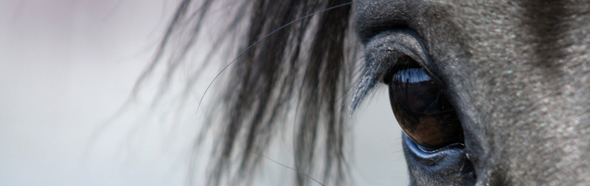Nahaufnahme eines Pferdeauges Nahaufnahme eines Pferdeauges mit langen Wimpern und glänzendem, braunem Auge.