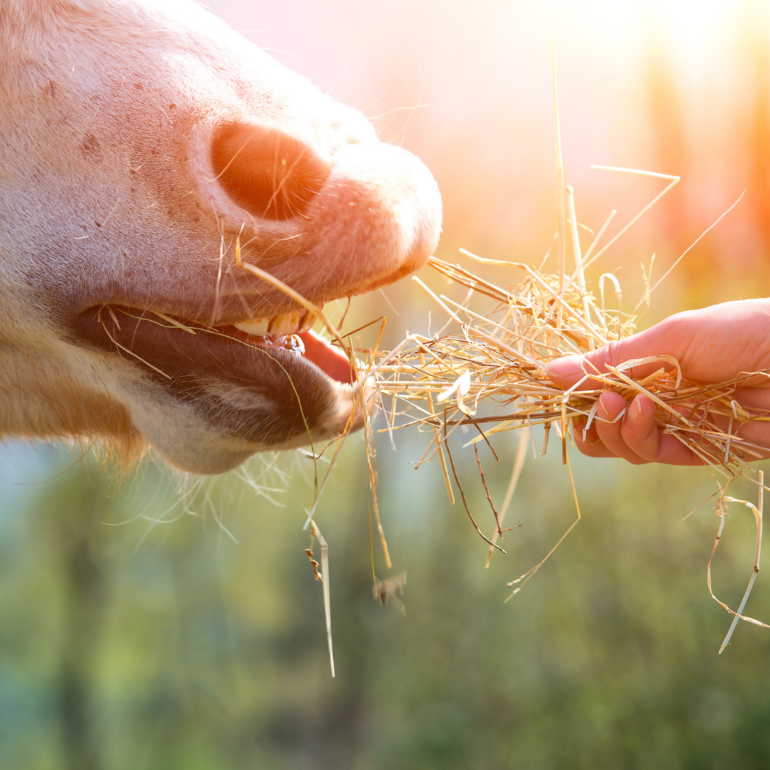 Mensch füttert Pferd mit Heu Ein Mensch füttert ein Pferd mit Heu in der Natur.