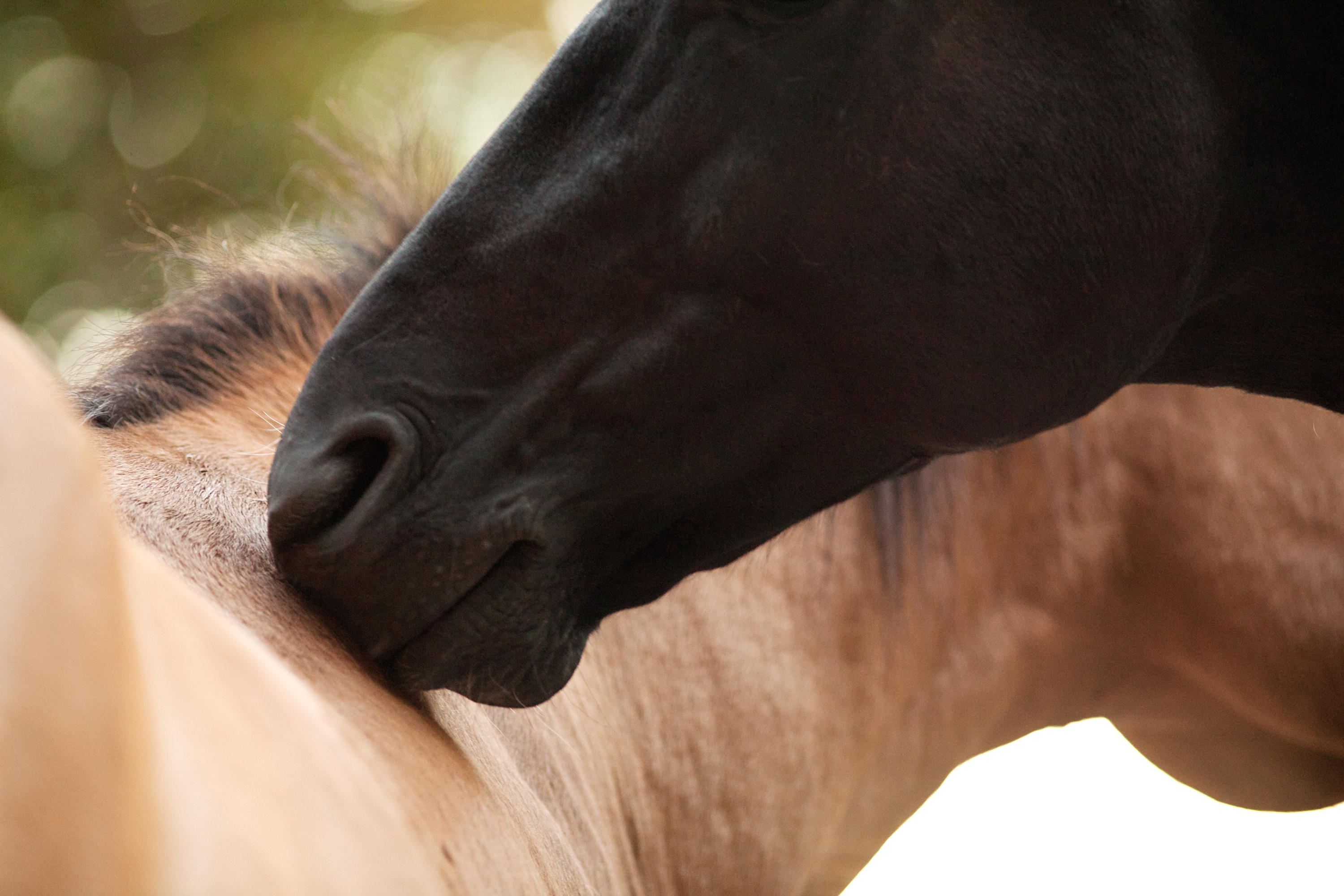 Pferd im Fellwechsel - was ist zu beachten?