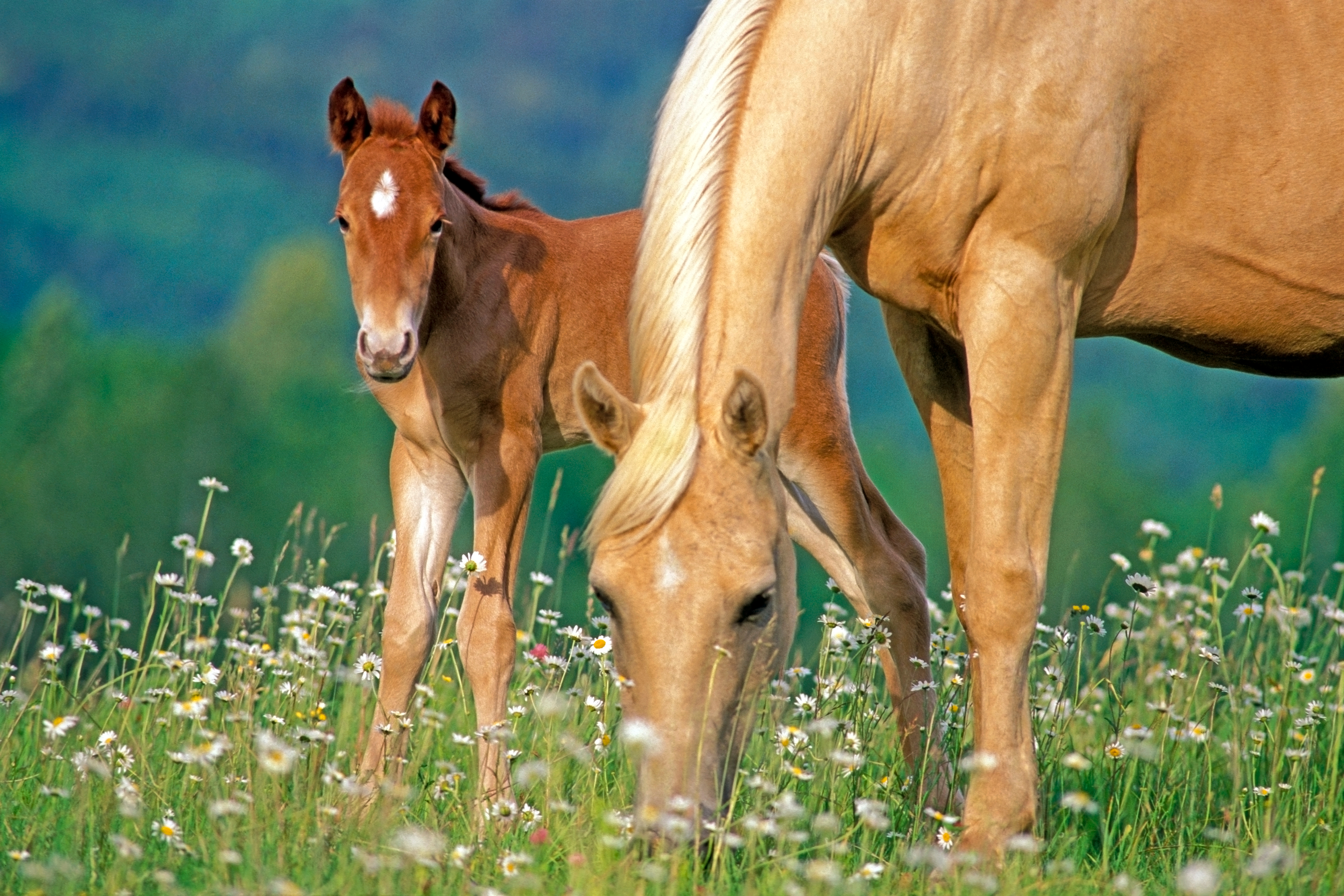Palomino Pferd mit Fohlen auf Wiese Ein palomino Pferd mit einem Fohlen auf einer blühenden Wiese.