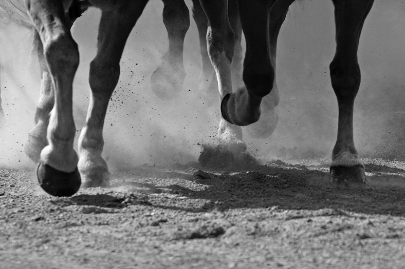 Pferdebeine im Galopp Beine von Pferden, die über einen staubigen Boden laufen, mit aufwirbelndem Staub.